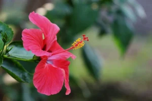 hibisco