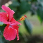 hibisco