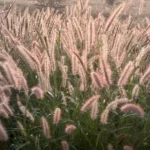 Pennisetum