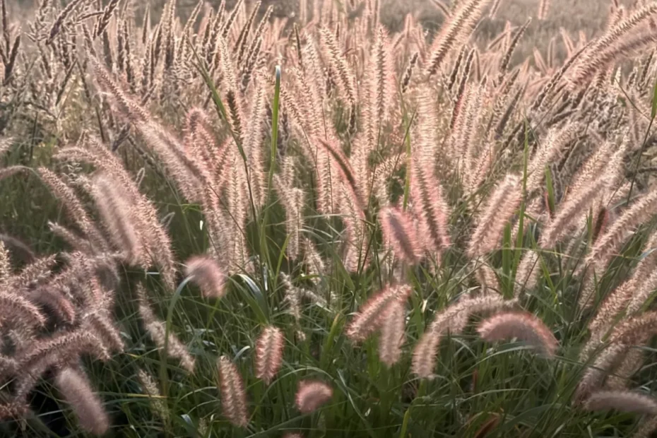 Pennisetum