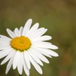 Margarida