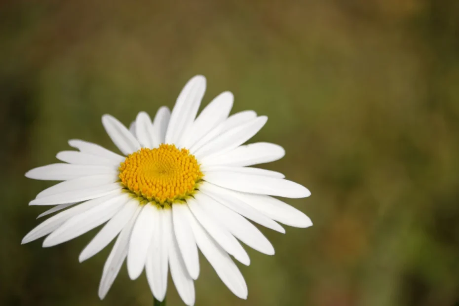 Margarida