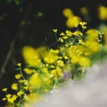 flores silvestres