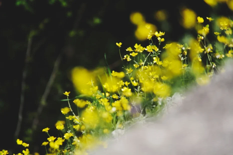 flores silvestres