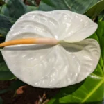 Antúrio