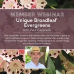 Broadleaf Evergreens