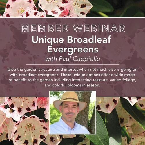 Broadleaf Evergreens
