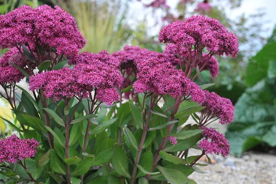 Sedum