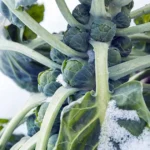 Brussels sprouts