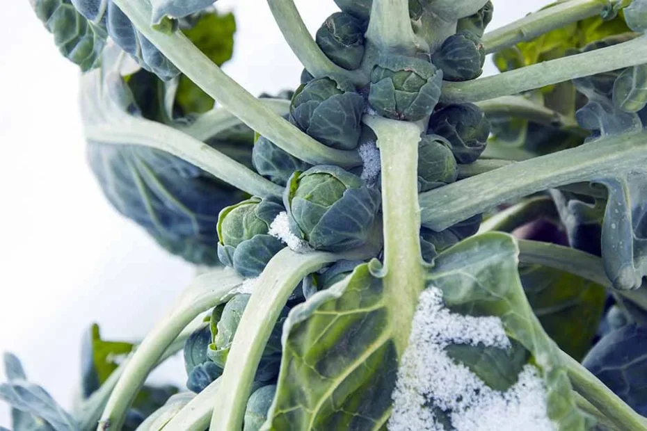 Brussels sprouts