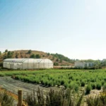 Cerplant