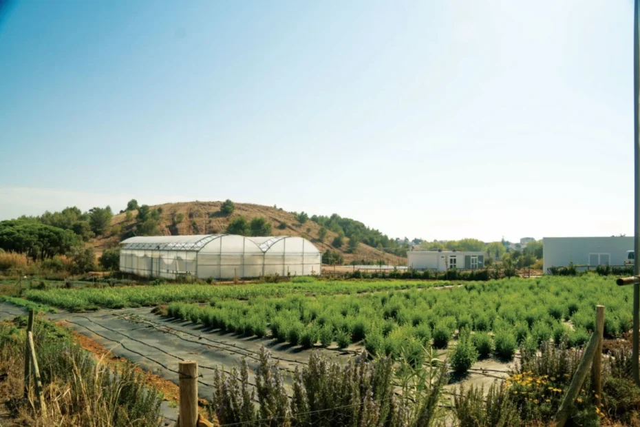 Cerplant