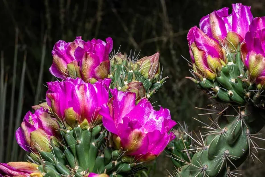 Cholla cactus