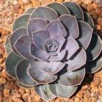Echeveria