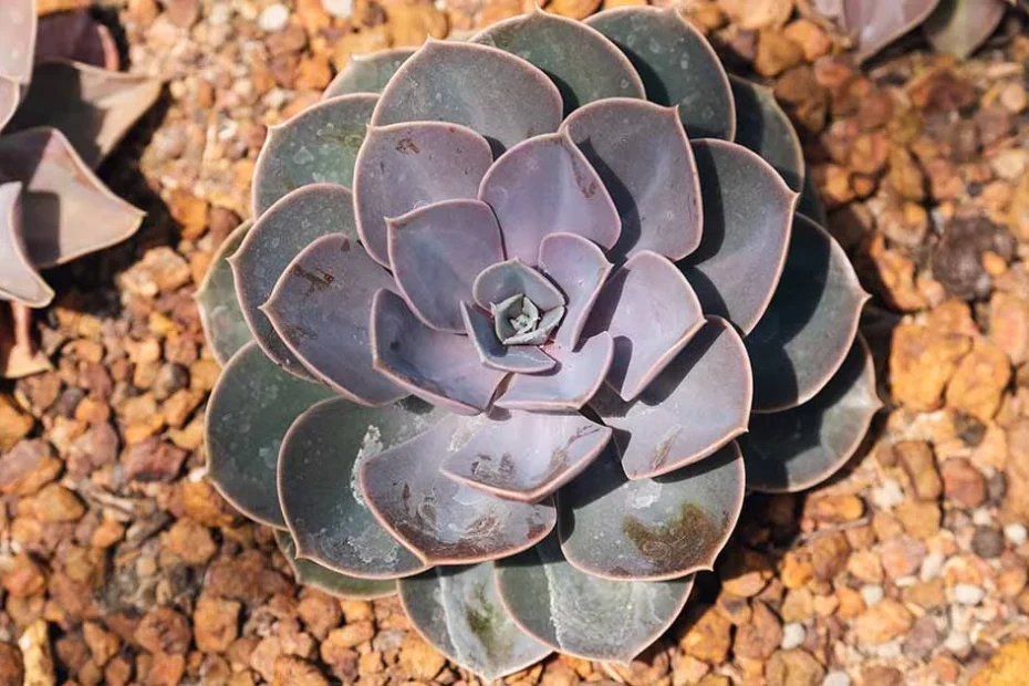 Echeveria