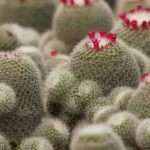 Powder puff cactus