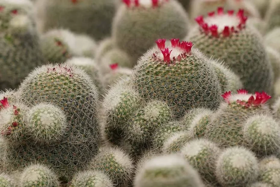 Powder puff cactus