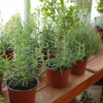 herbs