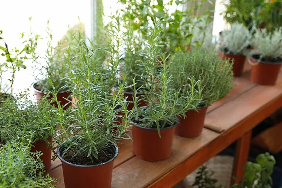 herbs