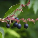Huckleberries