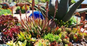 Succulents