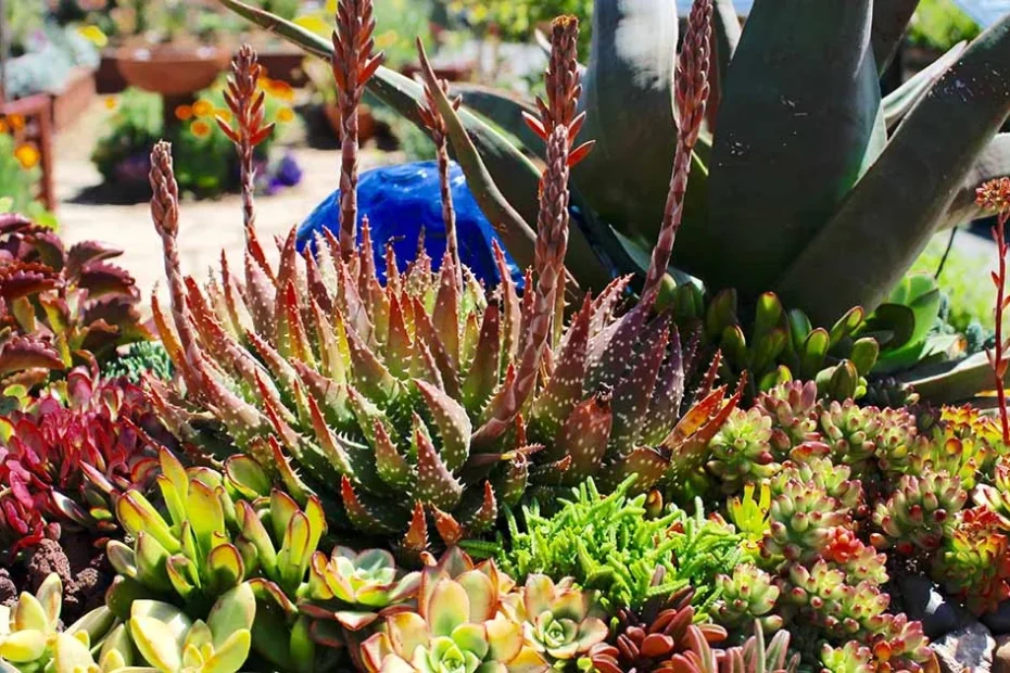 Succulents