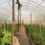 Unheated greenhouse