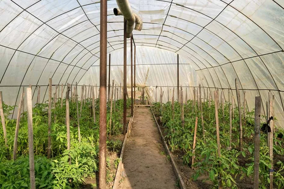 Unheated greenhouse