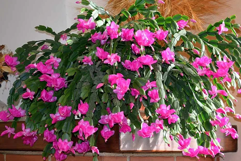 Christmas cactus