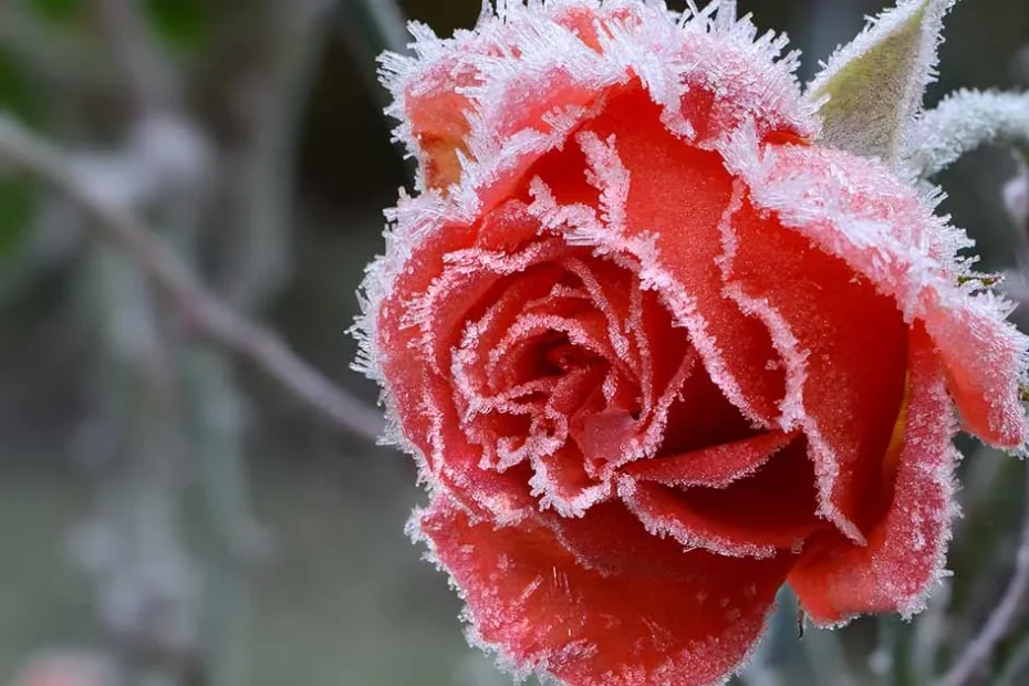 Roses