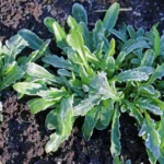 cover crops