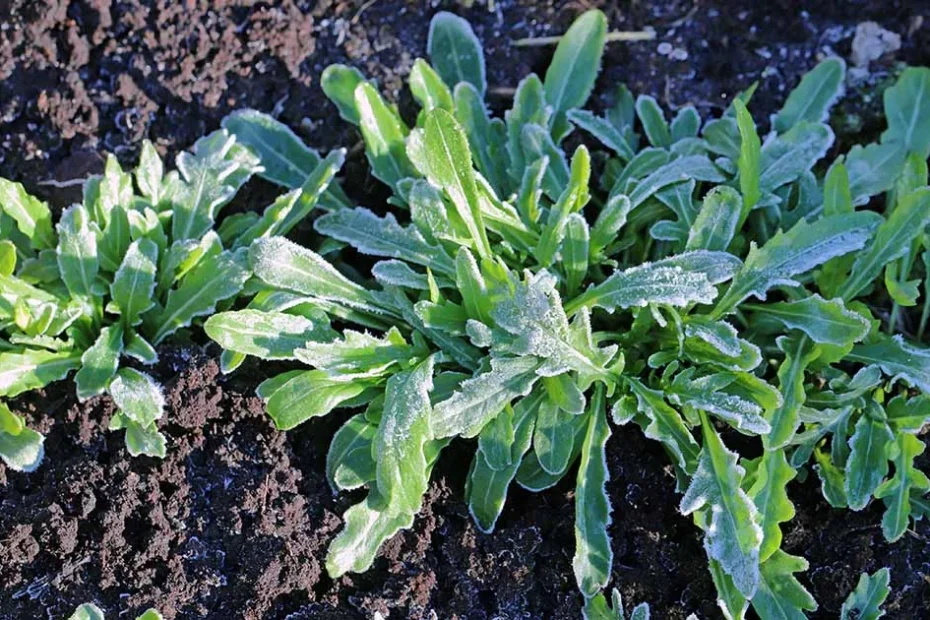 cover crops