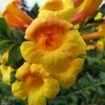 jardinagem