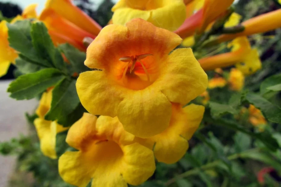 jardinagem