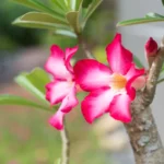 Rosa do deserto