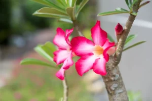 Rosa do deserto