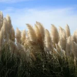 Erva-das-pampas