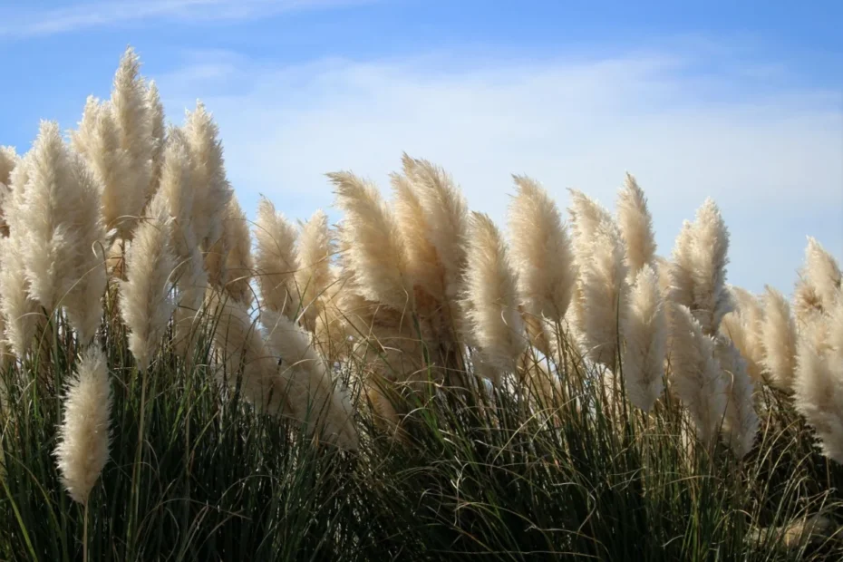 Erva-das-pampas