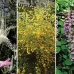 shade gardening