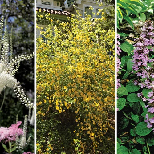 shade gardening