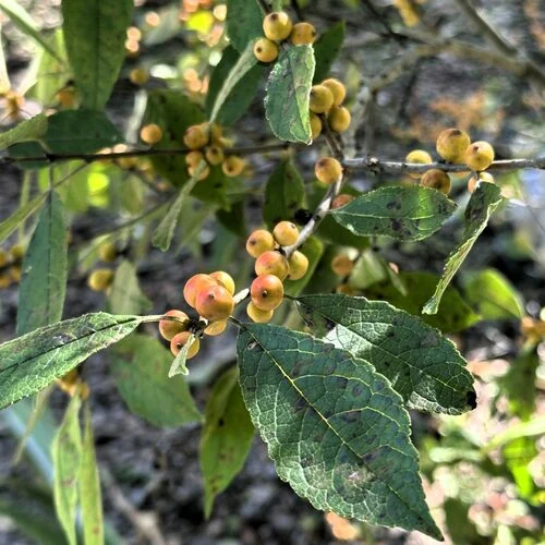 Atlanta Botanical Garden