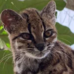 felinos