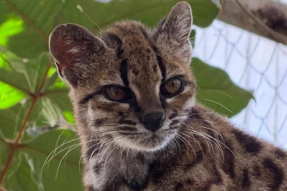 felinos