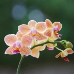 orquídeas