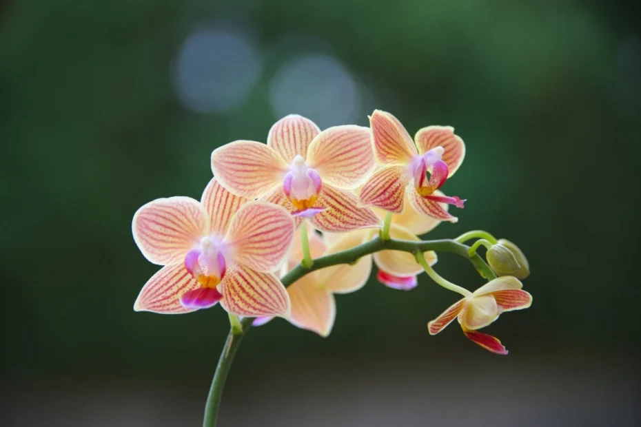 orquídeas