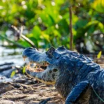 animais perigosos