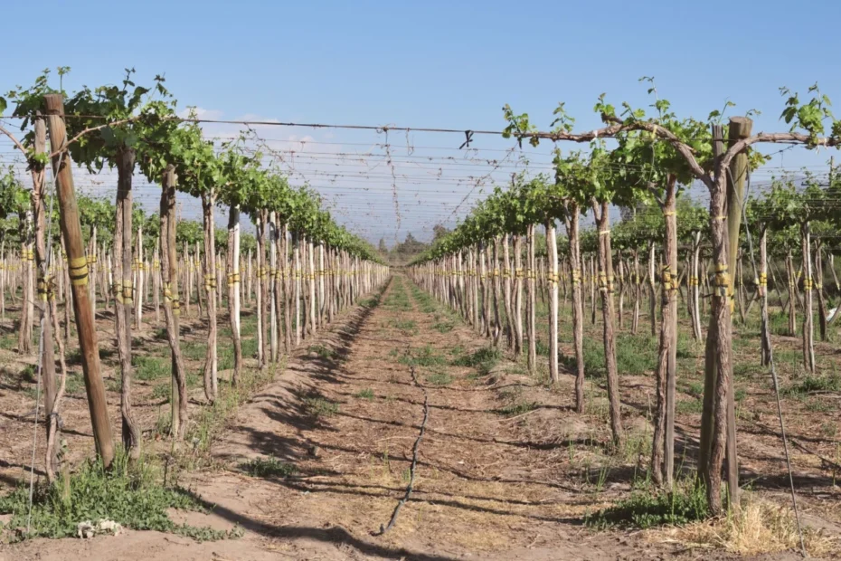Vitivinicultura