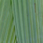 plantas de interior