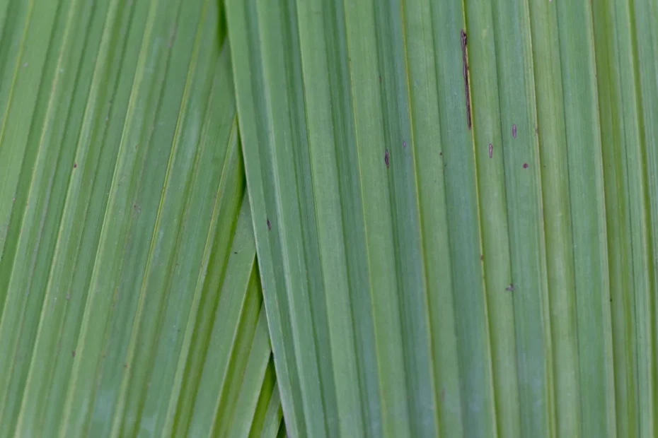 plantas de interior