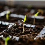 germinação